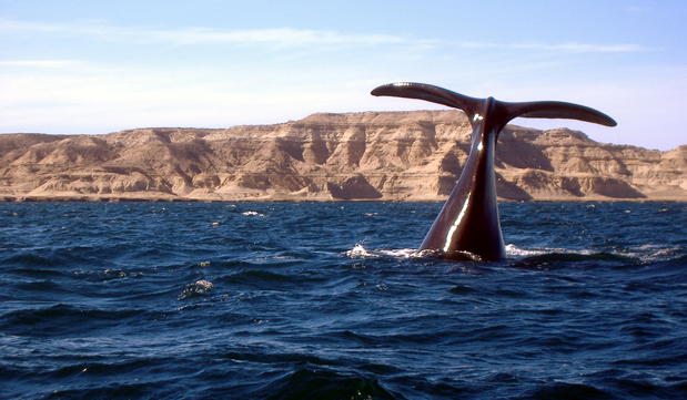 puerto-madryn-cuando-ir