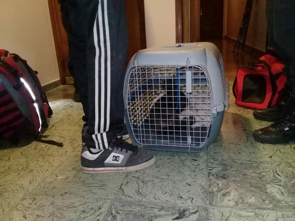 Rescataron-a-un-gato-que-estaba-atrapado-en-el-hueco-de-un-ascensor-en-un-edificio-en-Palermo