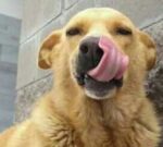 Perrito obtiene justicia: El asesino de “Rubio” fue condenado a prisión por maltrato animal