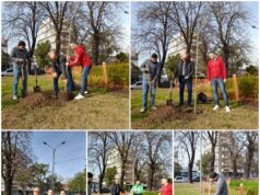 Plantamos un ejemplar junto a la Comuna 11 en la plaza Emilio Ravignani