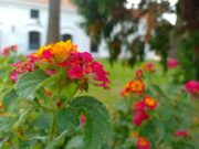 Dia Mundial del Medio Ambiente
