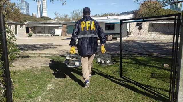 Rescataron-aves-autoctonas-y-en-peligro-de-extincion-de-una-casa-en-Villa-Devoto