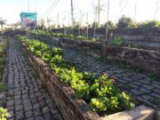10 útiles consejos para que puedas armar tu huerta urbana en invierno