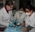 Una crema en base a té verde podría tratar y sanar el cáncer de piel