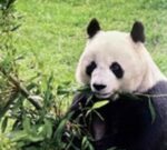 Muere el oso panda más longevo fuera de China