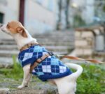 Vestir a perros y gatos: ¿es conveniente o puede ser contraproducente?