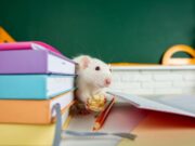 Denuncian presencia de ratas en un colegio de Agronomía