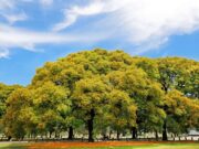 Semana del árbol con nuevas plantaciones de ejemplares en la ciudad
