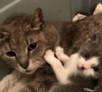 Gatita siente tranquilidad luego de haber conseguido un hogar para sus bebés