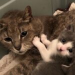 fotogatitaybebe1-150x150-1