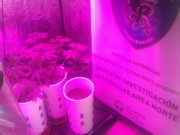 Detienen a un dealer que cultivaba y vendía marihuana en Palermo