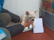 Rescatan a 22 perros de un criadero clandestino en Parque Chas