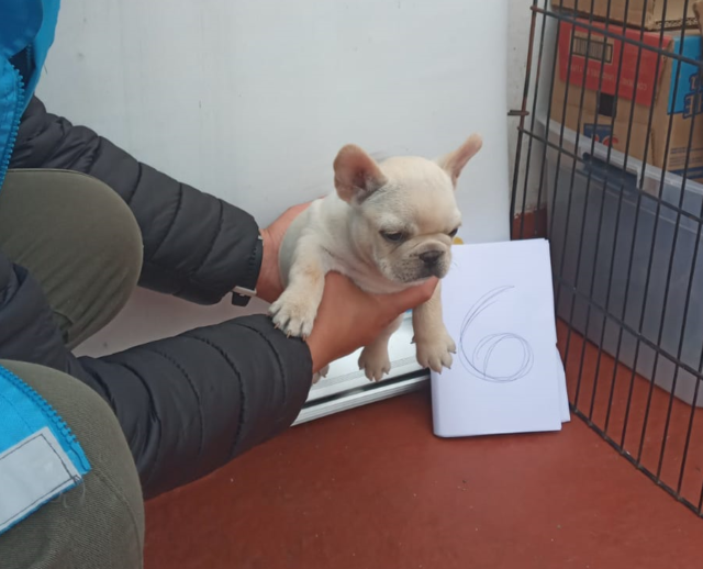 alsa-veterinaria-detenida-y-22-perros-rescatados-de-un-criadero-clandestino-en-Parque-Chas
