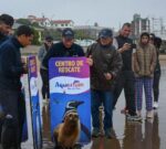 Regresaron al mar a cuatro lobos marinos que fueron rehabilitados en Mar del Plata