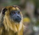 En peligro de extinción, los monos Carayá fueron declarados Monumento Natural de Misiones