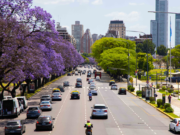 La ciudad durante noviembre se convierte en un oasis lila por la floración del Jacaranda