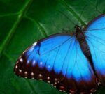 Declaran en Misiones, Monumento Natural a varias especies de mariposas