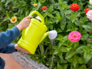 Cursos de Floricultura y Jardinería en la facultad de Agronomía