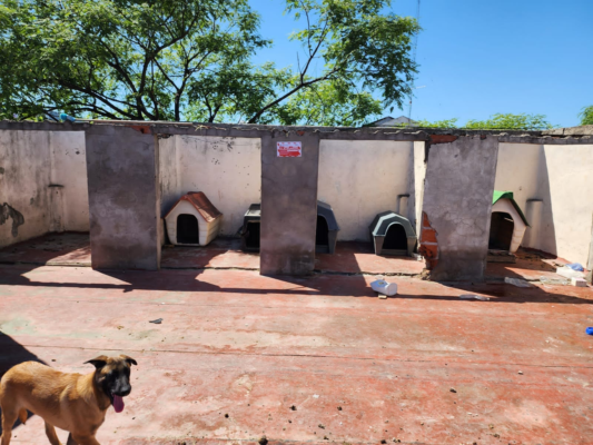 Rescatan-siete-perros-Pastor-Belga-de-un-criadero-ilegal-en-Parque-Avellaneda