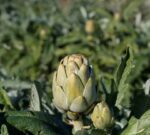 La alcachofa, una aliada para nuestra salud