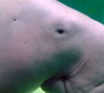 Abalones y dugongos están bajo amenaza de extinción, advierte la Lista Roja de la UICN