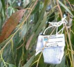 Un parasitoide como biocontrolador para la chinche del eucalipto