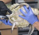 Tortugas de la especie más amenazada del mundo se recuperan en Florida de una ola de frío