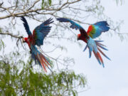 Ecoparque liberara 5 pichones rescatados del tráfico ilegal