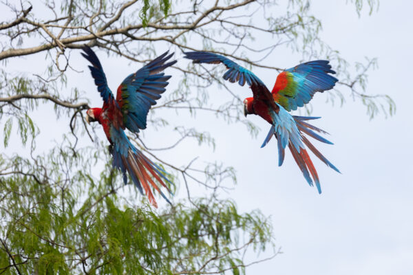 5-pichones-de-guacamayo-hacia-la-libertad