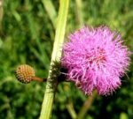 Descubren una nueva especie de flor en el sur de Misiones