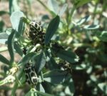 El insecto “Siete de oro”: qué es y qué hacer con el ganado