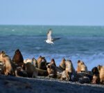 Se recupera la población de lobos marinos en la costa patagónica
