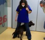 La terapia con perros no cura pero modera el dolor en el cáncer infantil en un 30 %