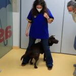 fotomedica-perrito-150x150-1
