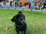 Nueva App para encontrar personas que cuiden a tu Mascota