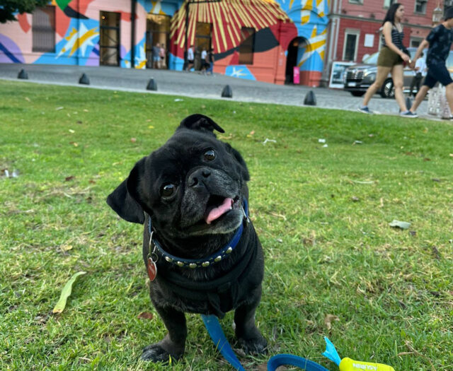 la-nueva-app-para-encontrar-personas-que-cuiden-a-las-mascotas