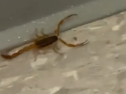 Aparecieron Alacranes en un colegio del barrio porteño de Palermo