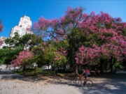 Ya se pueden ver florecidos los palos borrachos en la Ciudad