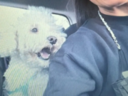 La familia de Alexis Mac Allister busca desesperadamente a su perro perdido en Villa Devoto