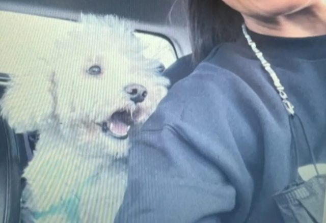 La-familia-de-Alexis-Mac-Allister-busca-desesperadamente-su-perro-perdido-en-Villa-Devoto