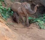 Salvan a una elefanta y su cría tras caer en un hoyo de 5 metros en Tailandia