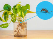 La Ciudad te informa de que manera prevenir el Dengue