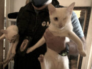 Lograron rescatar a 23 gatos que vivían acumulados en una vivienda en el barrio de Villa Crespo