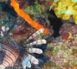 Las olas de calor también afectan la vida bajo el mar