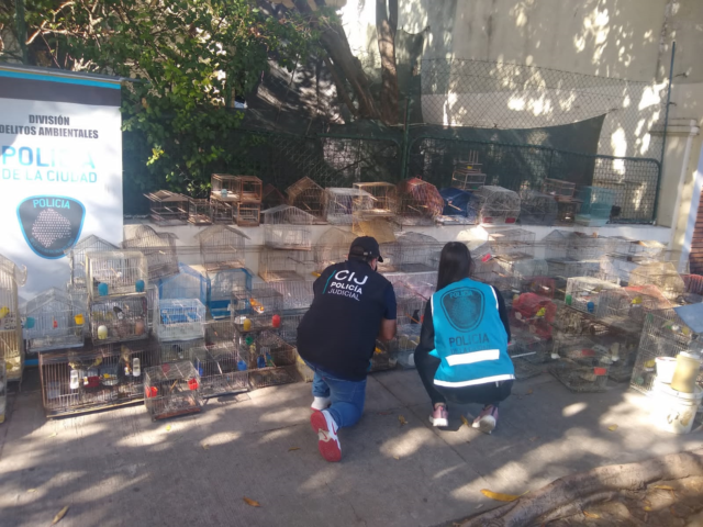 Secuestran-Cardenales-canarios-y-cotorras-en-Liniers