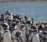 Misión Atlántico: Congreso para debatir y diseñar soluciones para la conservación del Mar Argentino