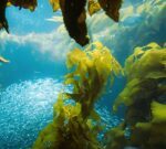 Algas marinas hasta el fin: están de moda y son Super Power