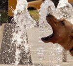 Los perros muerden más en días muy calurosos y con niveles de contaminación elevados