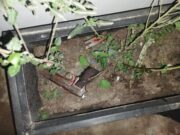 La policia logró detener a un pistolero del Barrio 31