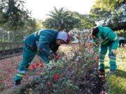 Repartirán esqueles a los vecinos en los Rosedales de Palermo